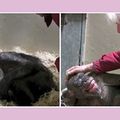 59歲黑猩猩臨終茶飯不思 看到誰在餵牠 深情擁抱