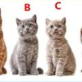 心理測試：選一隻貓咪，可測出今年聖誕你會遇到什麼驚喜