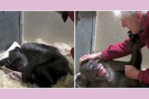 59歲黑猩猩臨終茶飯不思 看到誰在餵牠 深情擁抱