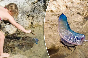 她在海邊發現美麗奇幻「彩色塑膠袋」，剛要撈起時被爸爸一把拉回，原來…瞬間嚇到腿軟！！
