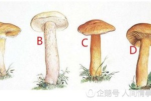 心理測試：四顆蘑菇，你覺得哪顆有毒？測出你靠什麼才能吃飯