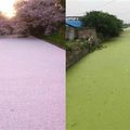 贏了？陸秘境「抹茶河」登場　台七彩繽紛「彩虹河」更嚇人