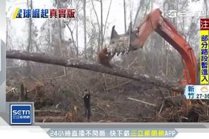 印尼雨林遭濫墾！紅毛猩猩瀕絕種　出手阻怪手剷平家園