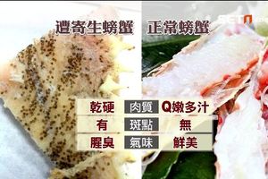 千元鱈場蟹肉佈滿「綠斑點」　專家：若範圍大別食用