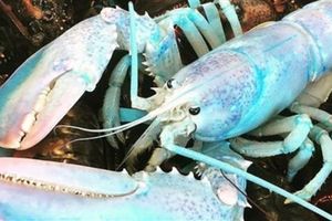捕獲一隻重達2磅的「粉藍色龍蝦」，因覺得龍蝦的顏色實在太過獨特，不忍將牠賣給餐廳，並將牠捐給當地附近的聖安德魯的杭茲曼海...