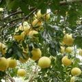 霜降時節 專家說有種水果可保存1到2個月