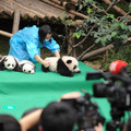 萌翻天！2017成功繁育的熊貓囝仔　滿地滾亮相