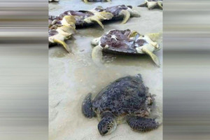逾10隻綠蠵龜上岸產卵　慘遭剖腹取卵...四腳朝天棄屍海灘