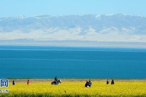 青海湖面積創17年最大值　 極度瀕危的普氏原羚數增10倍