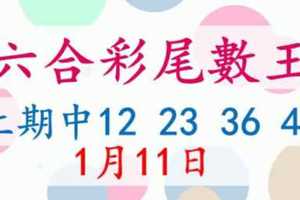 六合彩尾數王 1月11日 上期中12 23 36 49 版路預測版本2 準10進11 不斷版