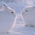 蹲著的北極兔像「一顆雪球」，當牠站起來的一剎那，「修長美腿」太搶眼了！！