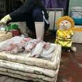 這魚販好萌《幫忙賣魚的貓Cho》沒看錯這隻貓的名字就叫狗ΦωΦ