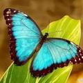 選一隻你認為最美的蝴蝶，測你這輩子是什麼命？