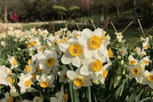 陽明山群花競艷 湖山綠地水仙花展迷人香氣