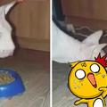 這隻貓咪有個獨特的吃飯技巧：嘴張得夠大吃飯才香！