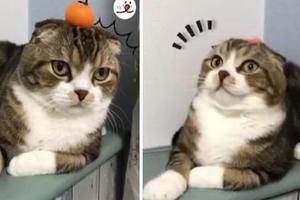 主人將桔子放在貓咪的腦袋上，結果被貓咪發現了！桔子：我痛！