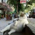 《土耳其知名慵懶流浪貓過世》為了紀念這隻教人享受的喵星人立雕像