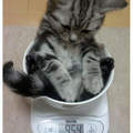 《小貓的體重測量》可愛模樣萌翻推民惹⚈̤꒫⚈̤