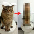 網友分享《教貓咪在馬桶上廁所》便便時出現超可愛的謎樣姿勢？