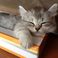 《貓的面紙盒》但可以不要把我抽出來嗎（塞）