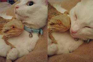《因為主人戀愛變成好友的貓與蜥蜴》看到他們人蔘都完整惹～♥