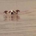 母愛的力量！一隻流浪狗每天遊長江，只為做這件事