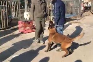 男子假裝打主人，馬犬狗狗馬上翻臉：打汪可以，打汪主人跟你急