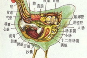 你知道雞胗是哪個部位嗎？