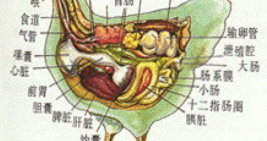 你知道雞胗是哪個部位嗎 小便斗會吸人 Fun01 創作分享