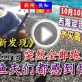 《最新发现》在吉胆岛【峇哩洞（balitong）】突然全部跑上岸！让渔夫们都感到惊奇