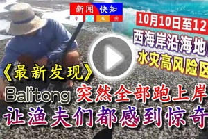 《最新发现》在吉胆岛【峇哩洞（balitong）】突然全部跑上岸！让渔夫们都感到惊奇