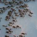 嘆為觀止！　超過3200頭馴鹿群聚遷徙　橫穿冰原的震撼一幕
