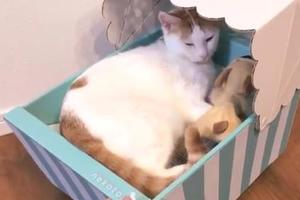 貓咪一臉舒適的睡在搖籃裡，主人還在一旁幫牠搖，網友：現在貓咪都那麼享受嘛！！