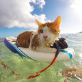 獨眼貓遇到這美麗的主人後，開始了牠冒險的旅程。看牠在衝浪板上的模樣真是太帥了！
