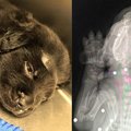 他們發現這隻小狗全身佈滿彈孔倒在血泊時以為救不活了 ，結果送到醫院才發現他是超越人類的勇敢奇蹟！