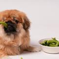 你都做錯了！10個錯誤的狗狗概念！狗狗跟人吃的東西一樣嗎？