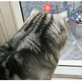 貓貓對著窗外入神看半天，哇哩勒：居然給我在看謎片！