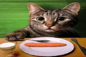 19種貓咪食物禁忌 (養貓知識)