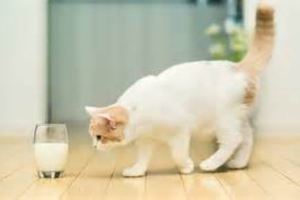 使貓咪多喝水的小祕訣