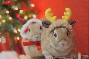  聖誕老人你遺忘了你的馴鹿在這呀！行為超級無釐頭的軟萌兔兔雙人組