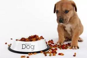 狗狗為什麼會厭食，又為什麼總愛流眼淚？