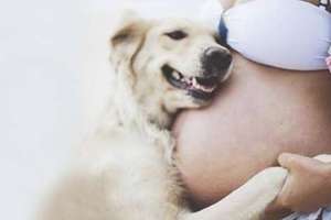 20隻「希望主人肚子裡的寶寶可以趕快來到這個世界」的超有愛狗狗。