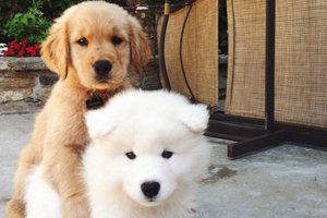 每發現好玩的事第一個就想到你！兩隻狗狗示範10項摯友特質