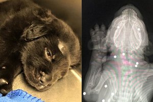 他們發現這隻小狗全身佈滿彈孔倒在血泊時以為救不活了 ，結果送到醫院才發現他是超越人類的勇敢奇蹟！