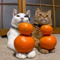 貓咪為什麼那麼討厭橘子皮的味道？
