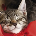 天生愛發夢? 貓貓為什麼那麼愛睡覺?
