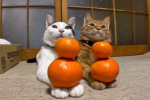 貓咪為什麼那麼討厭橘子皮的味道？
