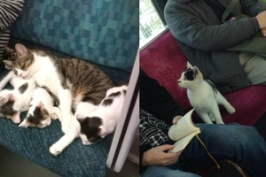 日本地鐵裡常見的呆萌小乘客...好萌好萌！