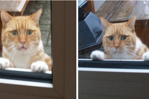 再不開門我可真哭了！下雨被關門外，貓咪滿臉哀怨等主人開門！最後一張的表情真的太好笑啦！