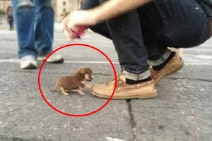 一位網友走在路上，迎面走來一隻小小小小小小狗，結果被牠壁咚！